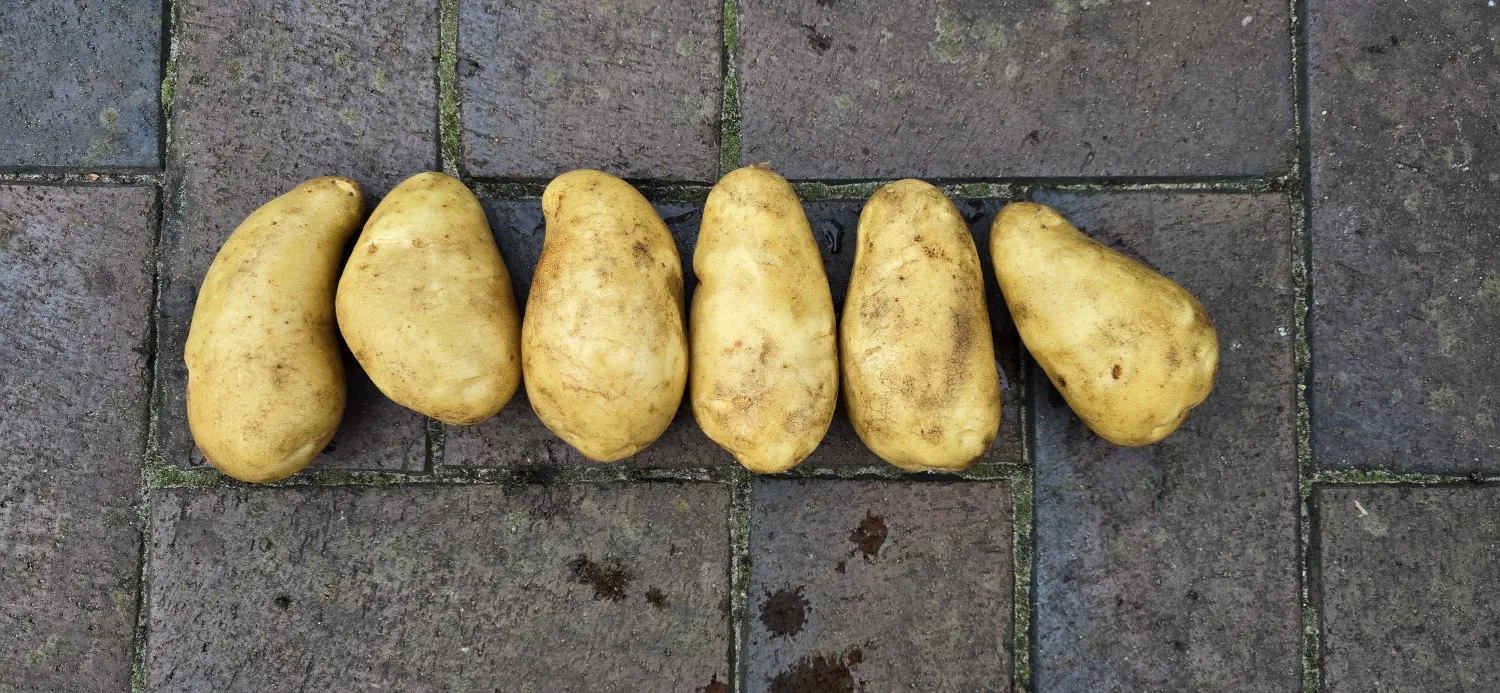 Zobra & Sinora Aardappelen te Koop - 100t Beschikbaar