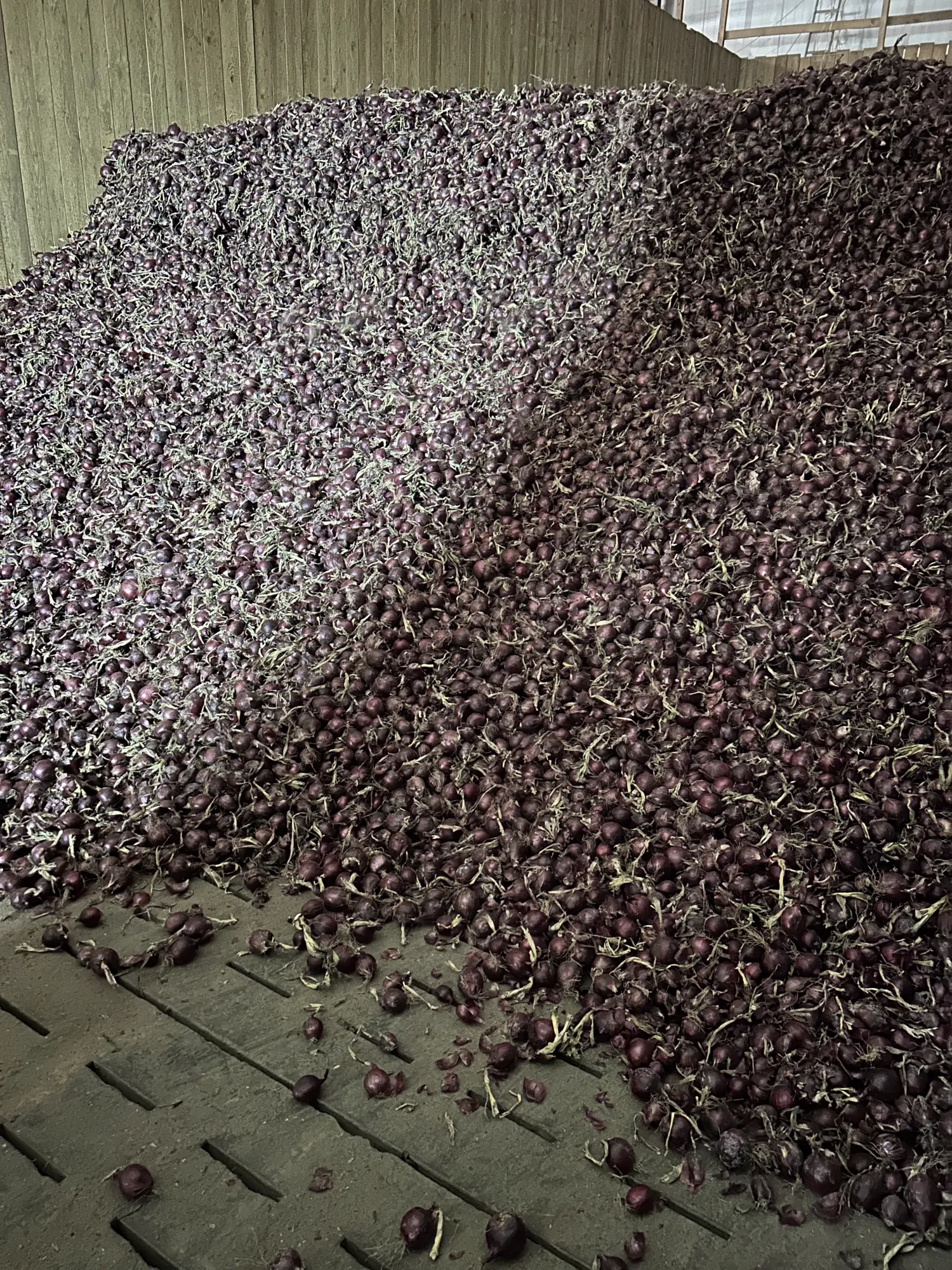 Oignons Rouges >60mm, Récolte d'Été – Directement de la Ferme