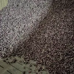 Oignons Rouges >60mm, Récolte d'Été – Directement de la Ferme