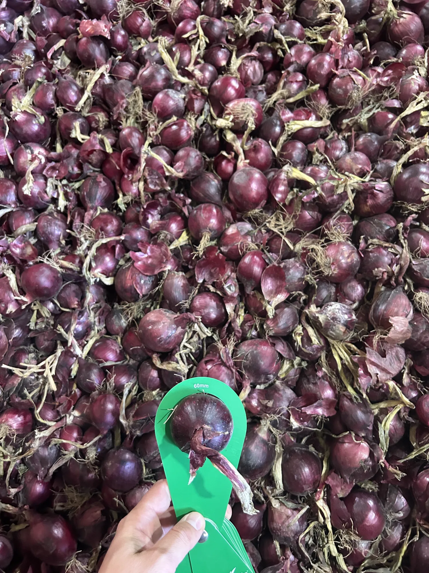 Oignons Rouges >60mm, Récolte d'Été – Directement de la Ferme
