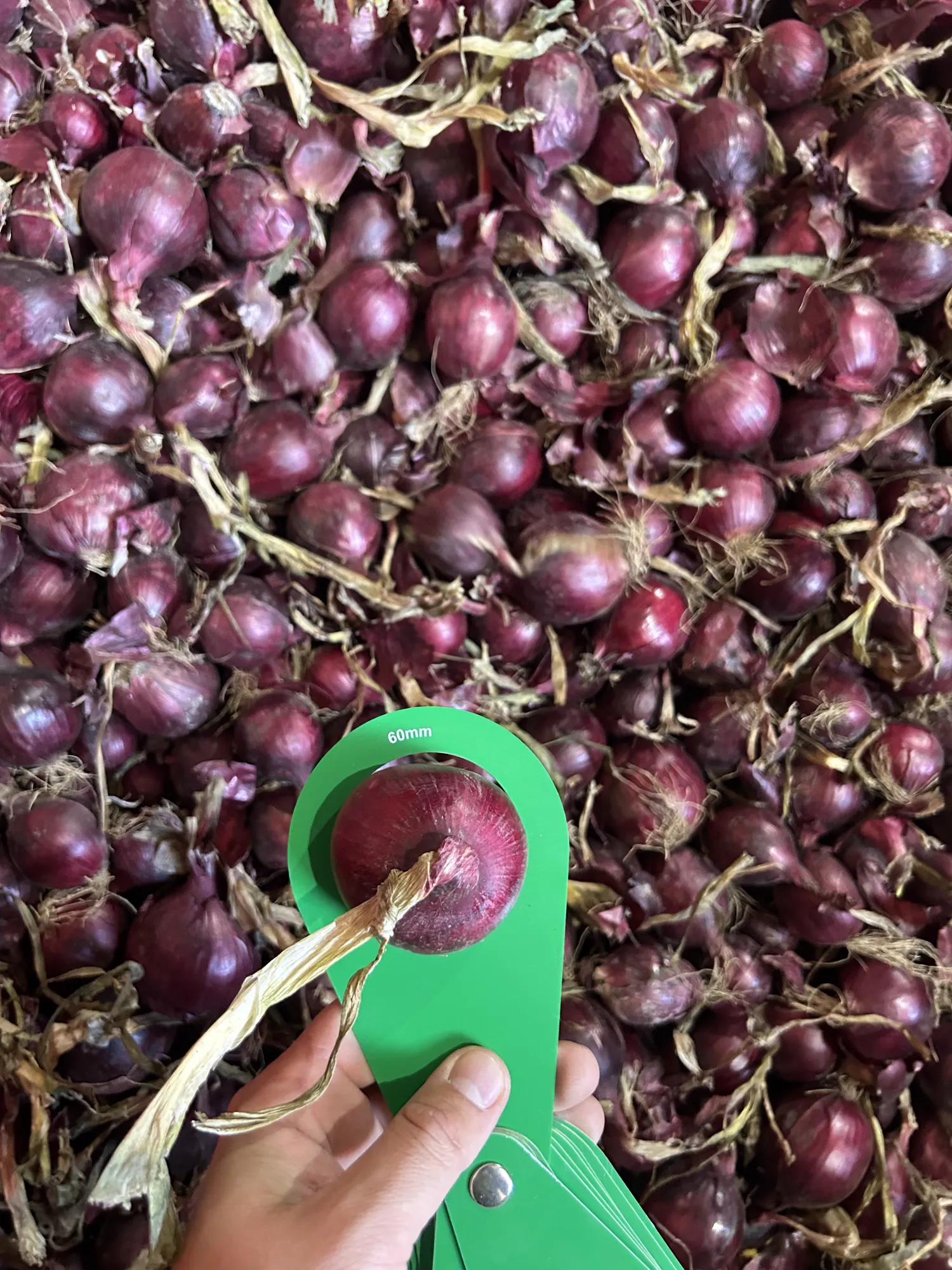 Oignons Rouges >60mm, Récolte d'Été – Directement de la Ferme