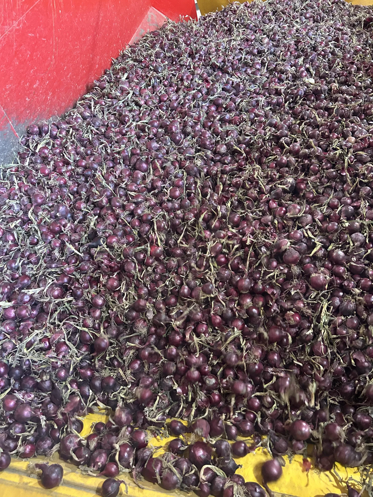 Oignons Rouges >60mm, Récolte d'Été – Directement de la Ferme