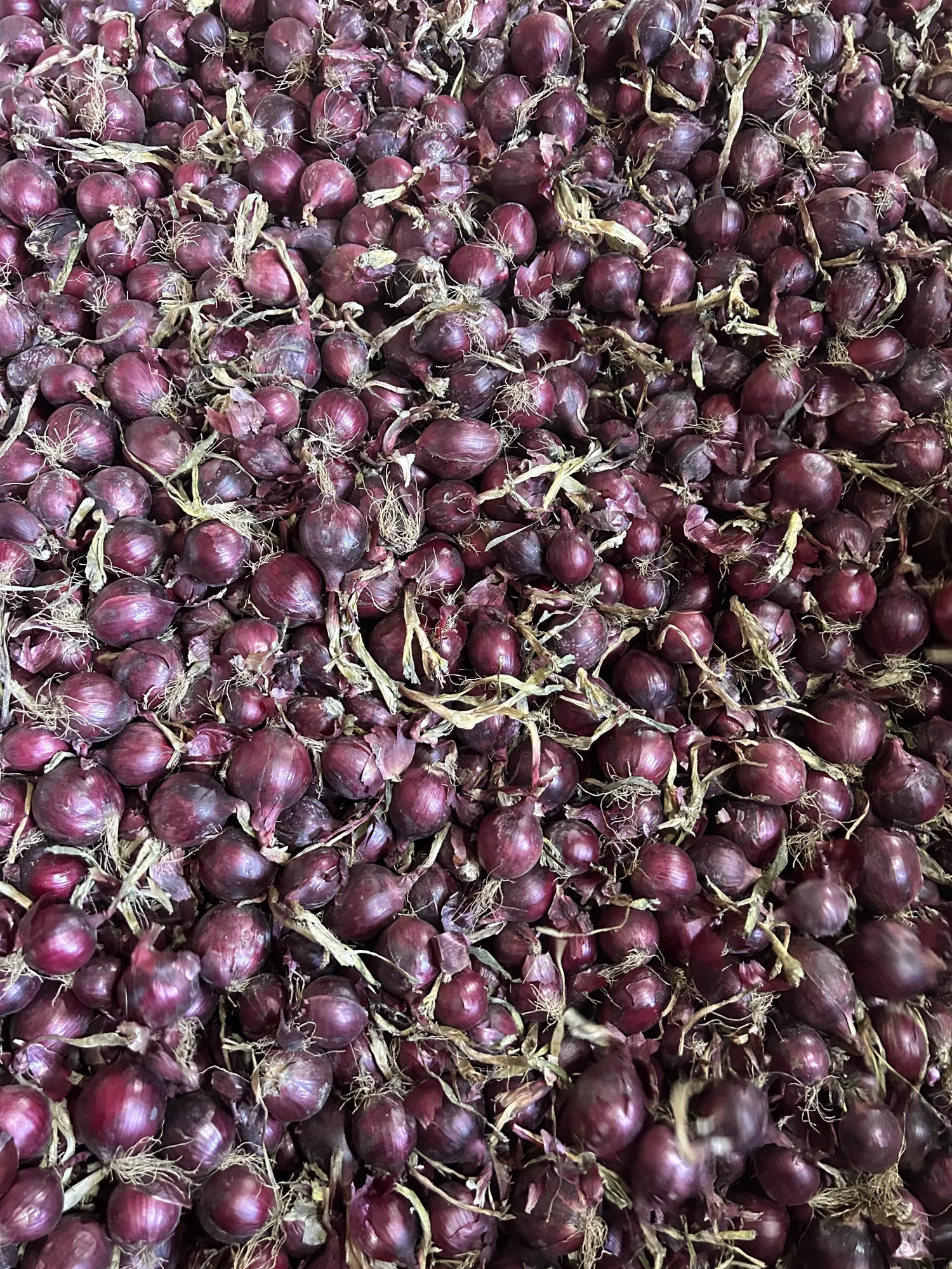 Oignons Rouges >60mm, Récolte d'Été – Directement de la Ferme