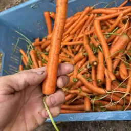 https://cdn.farmtrade.nl/media/158661/conversions/jY5DaL-thumbnail.webp