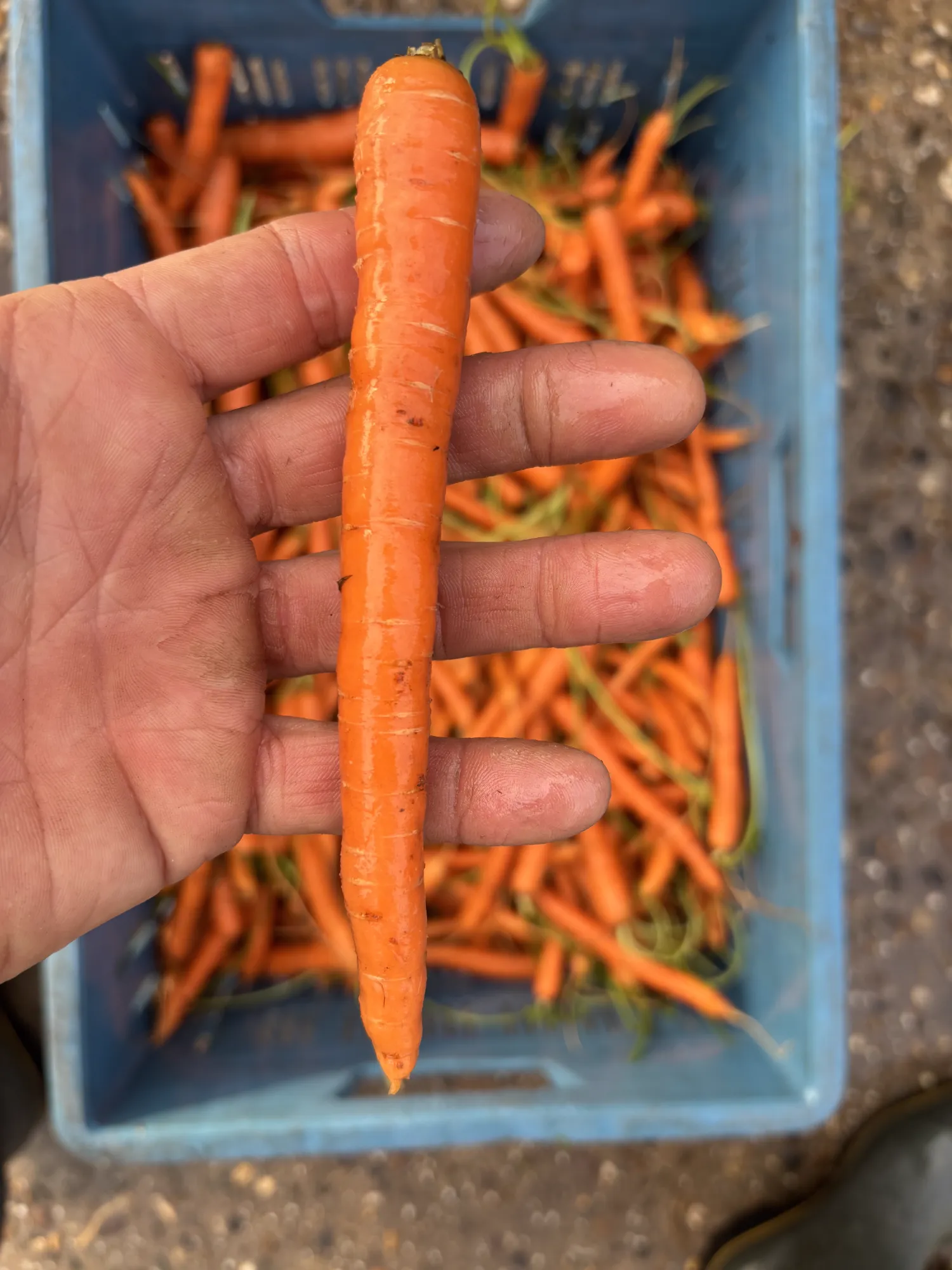 Waspeen kopen: Verse waspeen van topkwaliteit