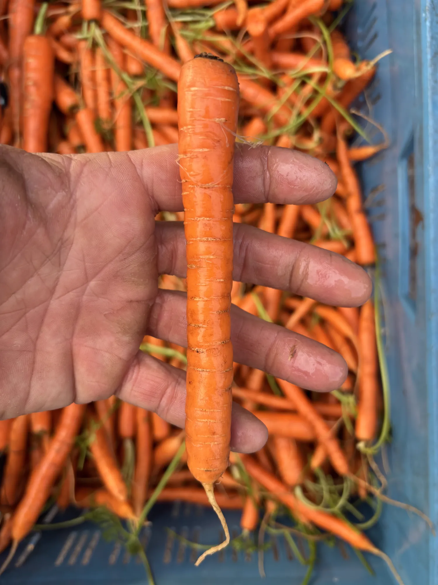 Waspeen kopen: Verse waspeen van topkwaliteit