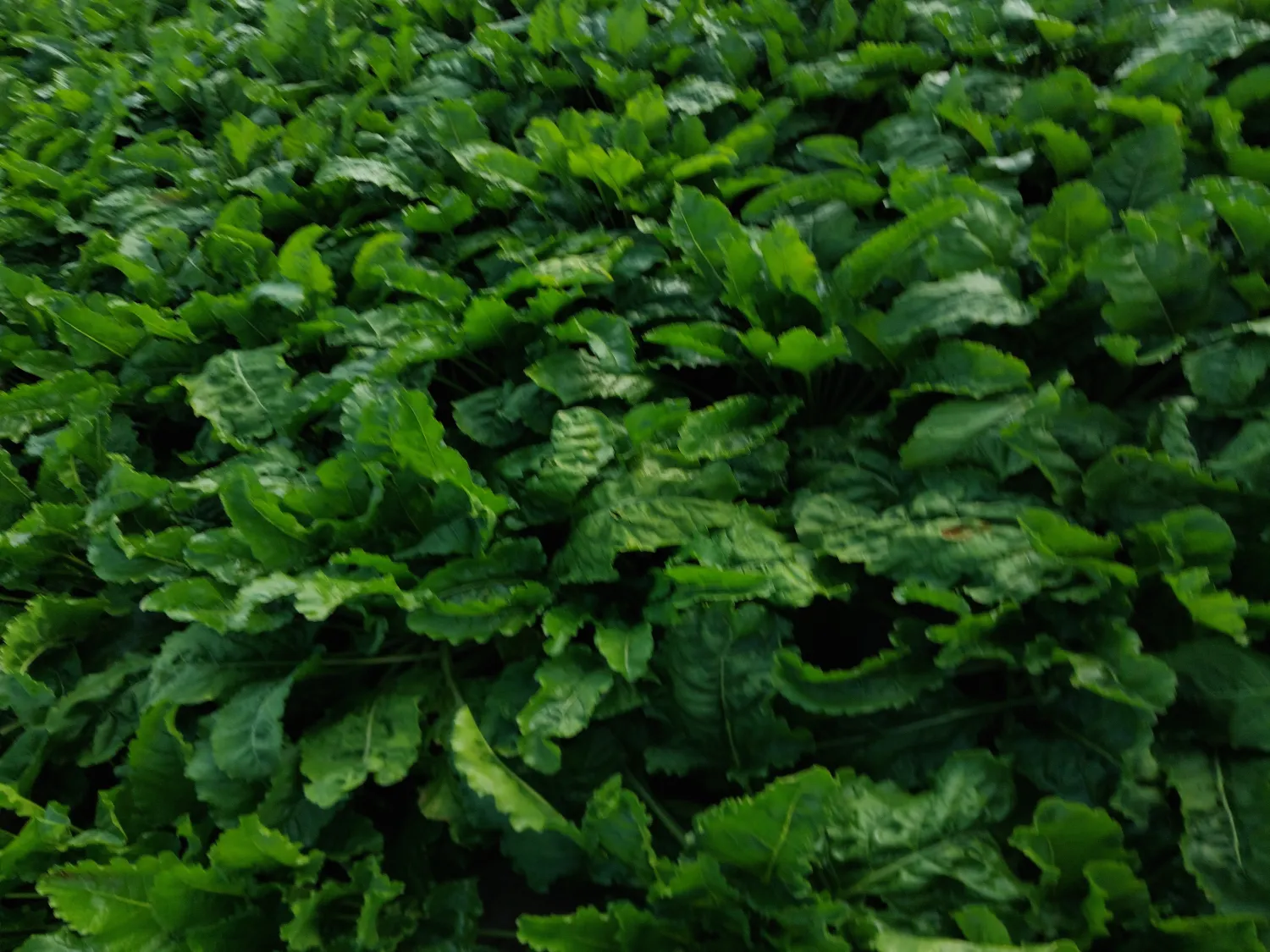 7.6 ha Voederbieten KWS Laurena te Koop