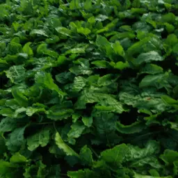 https://cdn.farmtrade.nl/media/159121/conversions/tFJ4FD-thumbnail.webp