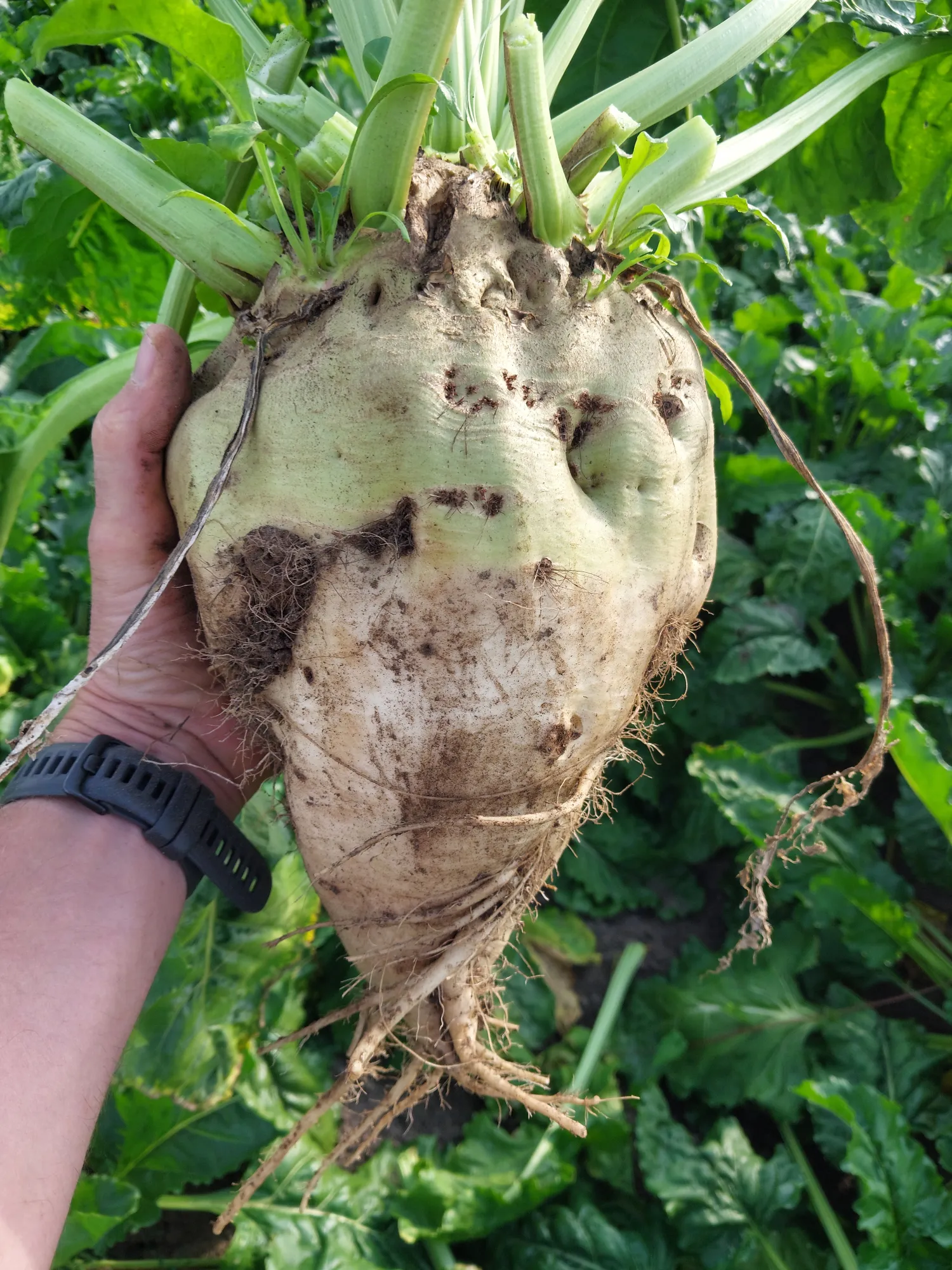 7.6 ha Voederbieten KWS Laurena te Koop