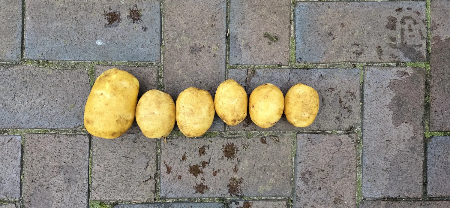 Zobra & Sinora Aardappelen te Koop - 100t Beschikbaar