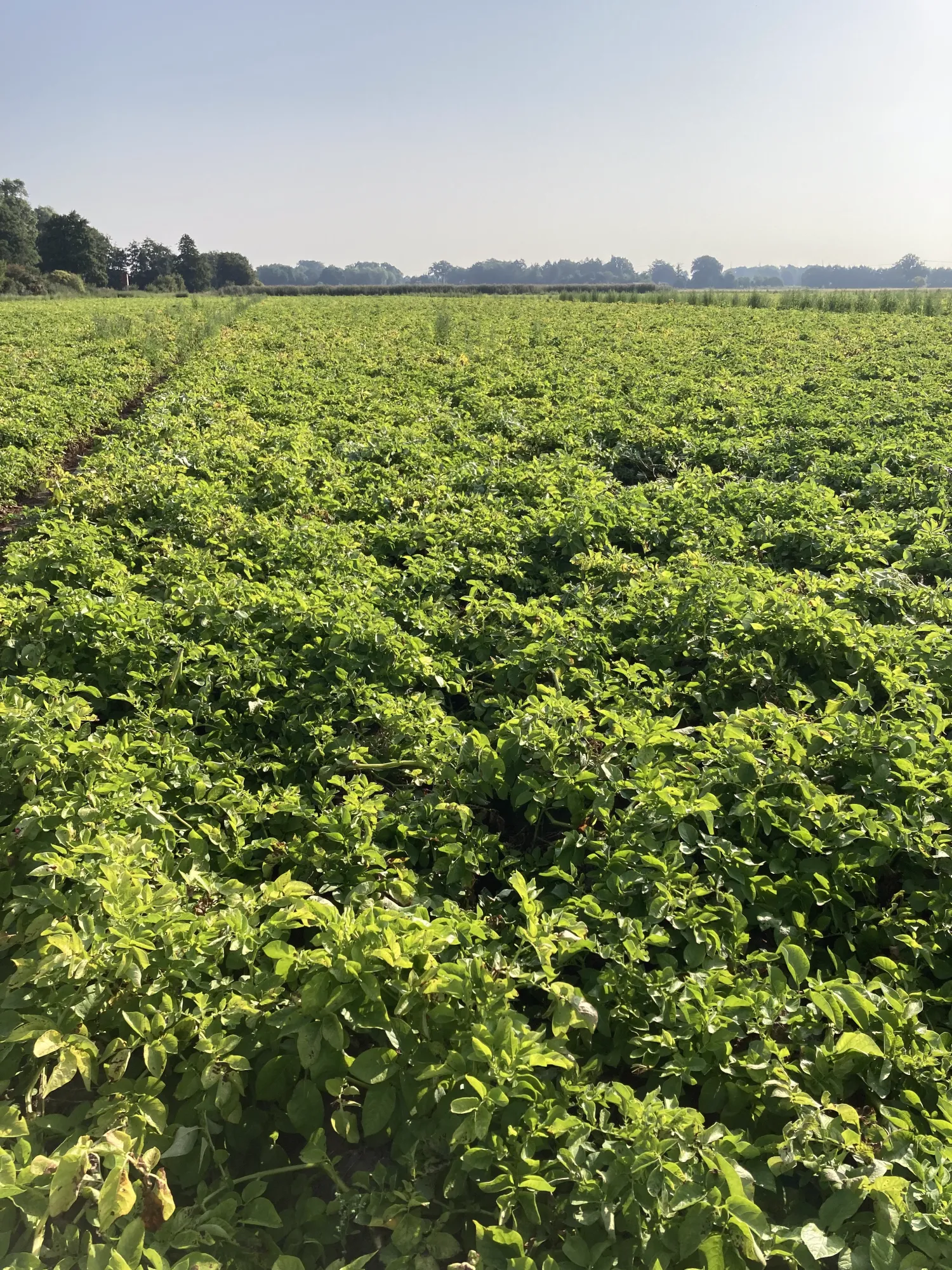 Top Innovator te koop - 500 ton beschikbaar