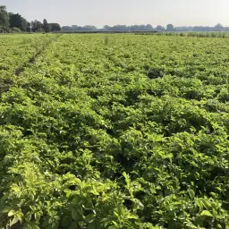 Top Innovator te koop - 500 ton beschikbaar