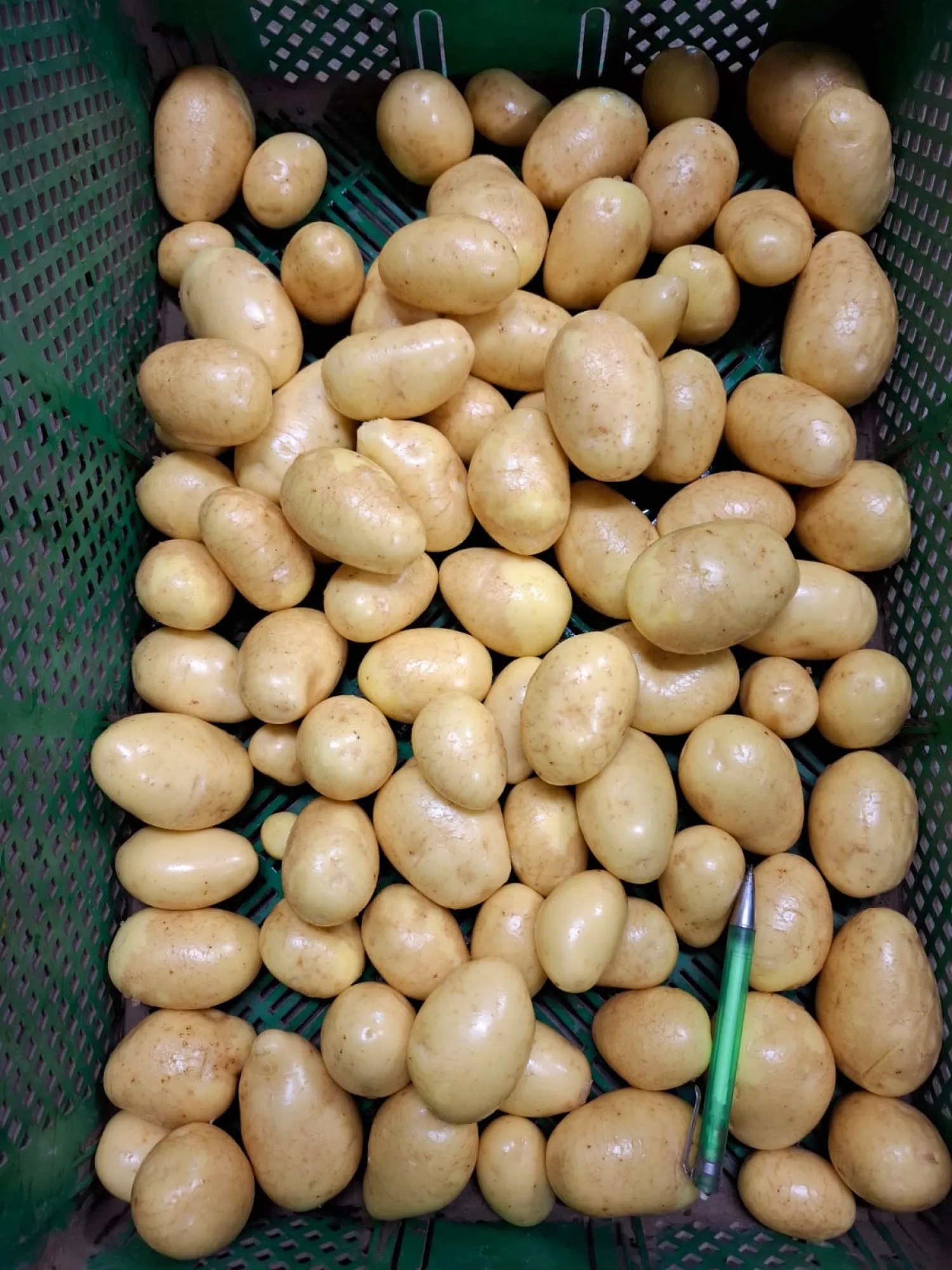 Wega Aardappelen - премиум kwaliteit, vastkokend | Direct van het Veld