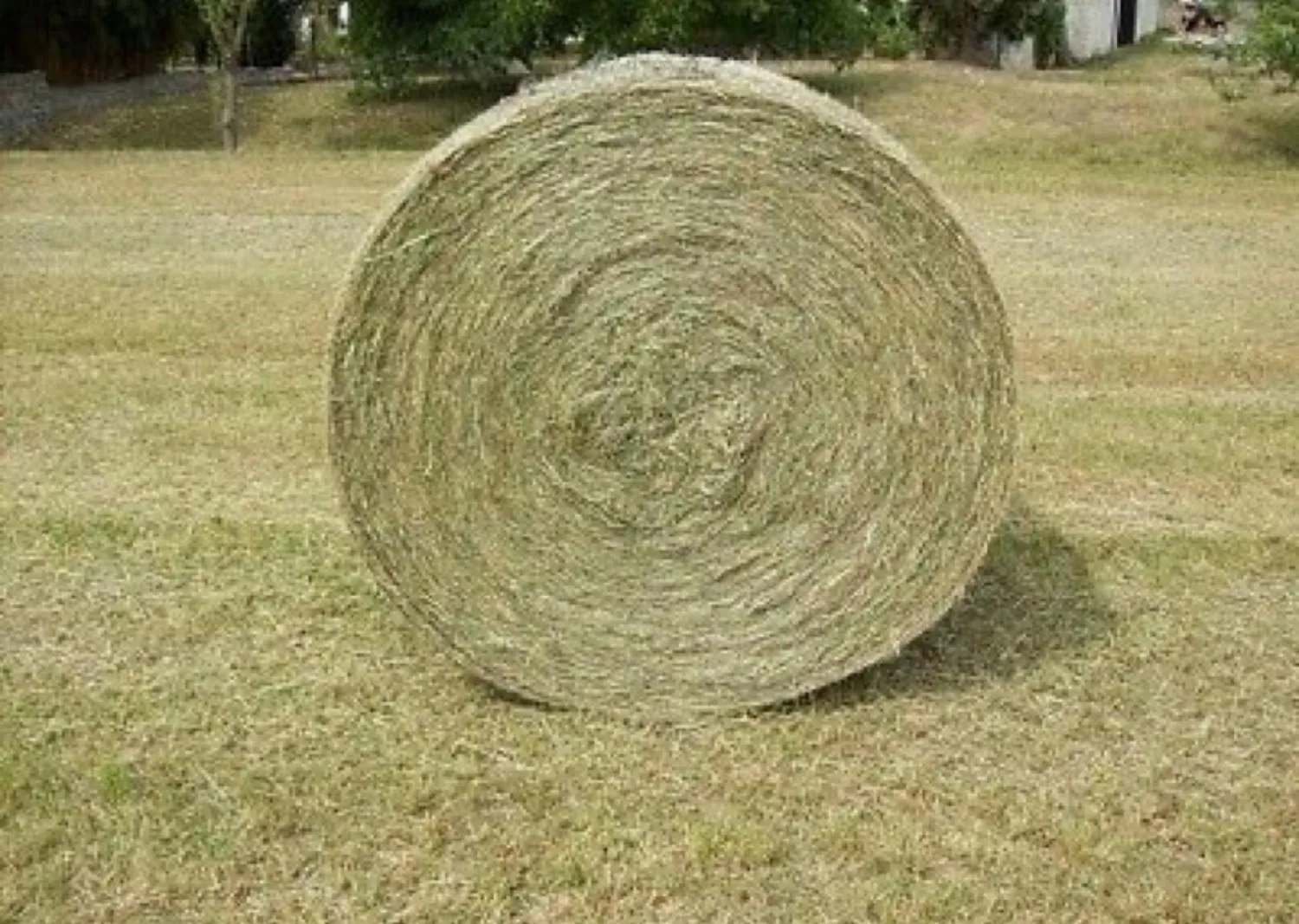 Hay Bales 2025: Top Quality Livestock Feed