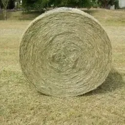 Hay Bales 2025: Top Quality Livestock Feed