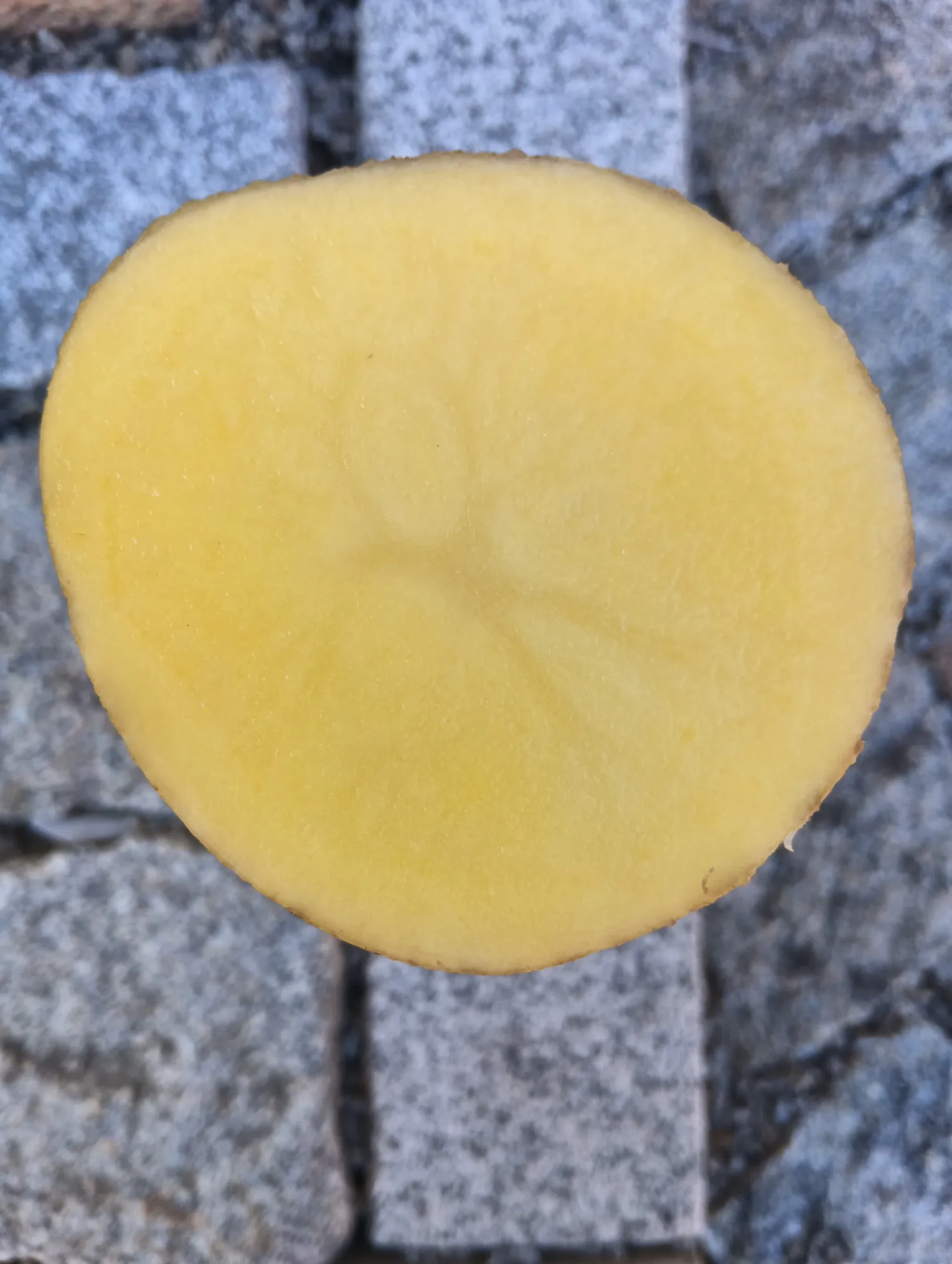 Achetez des pommes de terre BERNINA – Fraîches et triées!