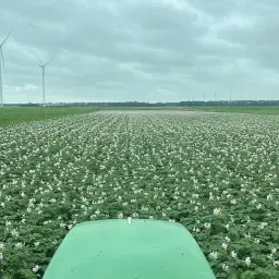 Bloembollenland ruilen voor pootaardappelland in Noord-Holland