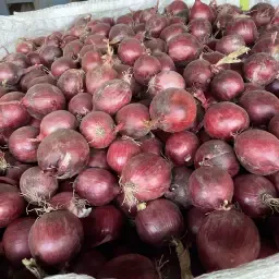 Zomersarui-uien kopen - Rechtstreeks van de producent