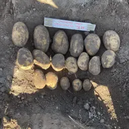 Aardappelen Innovator | 400 Ton Beschikbaar