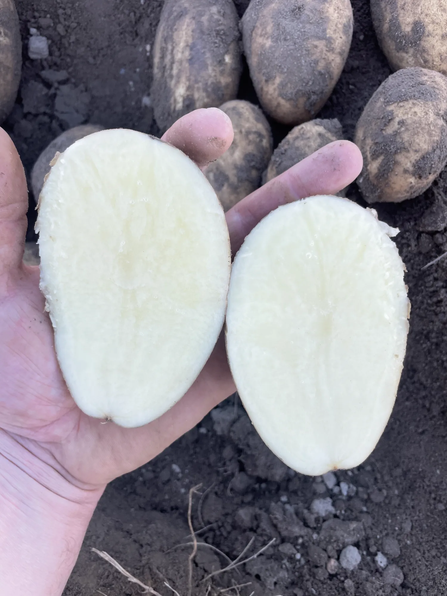 Aardappelen Innovator | 400 Ton Beschikbaar