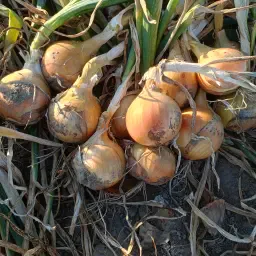 https://cdn.farmtrade.nl/media/160387/conversions/yDOE2M-thumbnail.webp