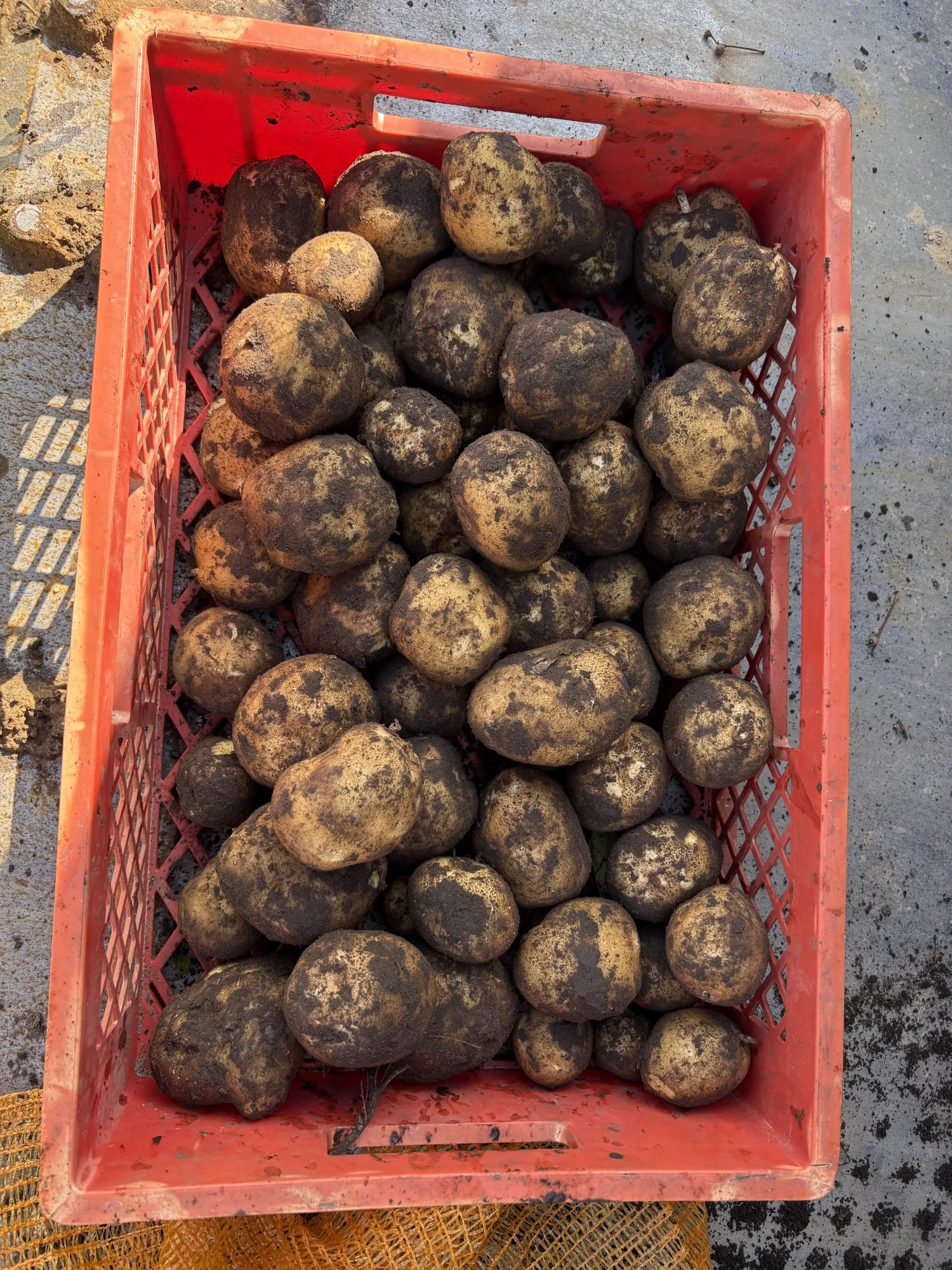 Punchy Aardappelen | 900 ton beschikbaar | Hoge kwaliteit