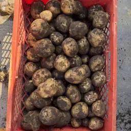 Punchy Aardappelen | 900 ton beschikbaar | Hoge kwaliteit