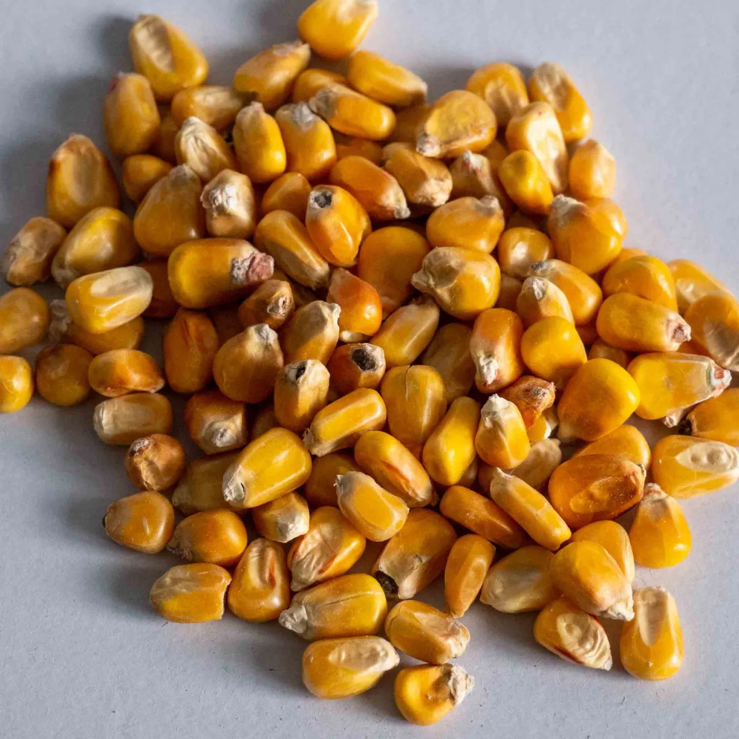 Bio Körnermais zu verkaufen – Ernte 2025, ca. 8 ha
