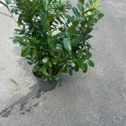 https://cdn.farmtrade.nl/media/160443/conversions/gAK8eJ-thumbnail.webp