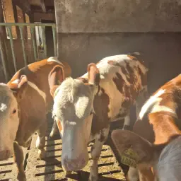 Fleckvieh Jongvee - Stamboek A, Topkwaliteit