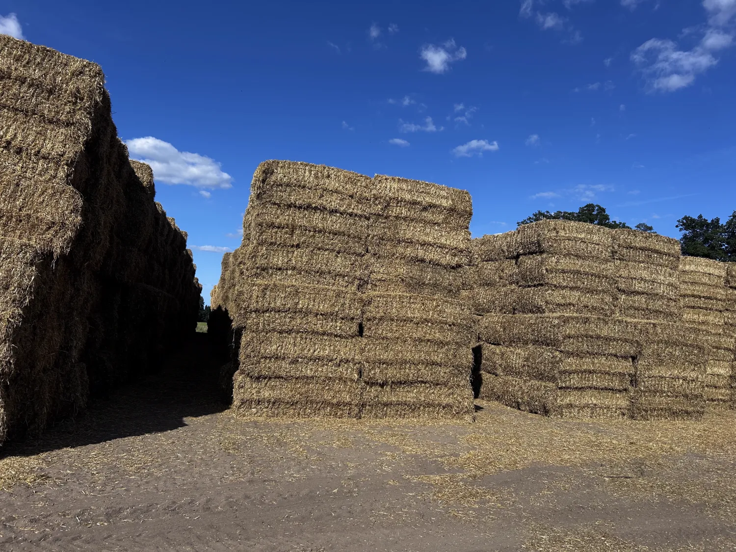 Roggestro te koop - 150 ton | Top kwaliteit