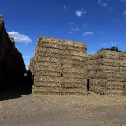 Roggestro te koop - 150 ton | Top kwaliteit