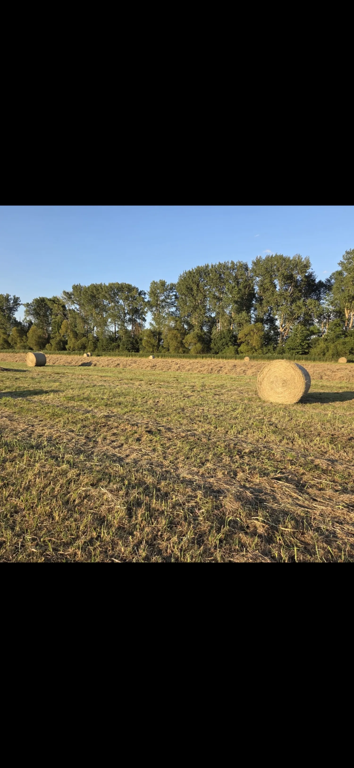 Hooibalen kopen - 700 ronde balen, 360 kg per baal
