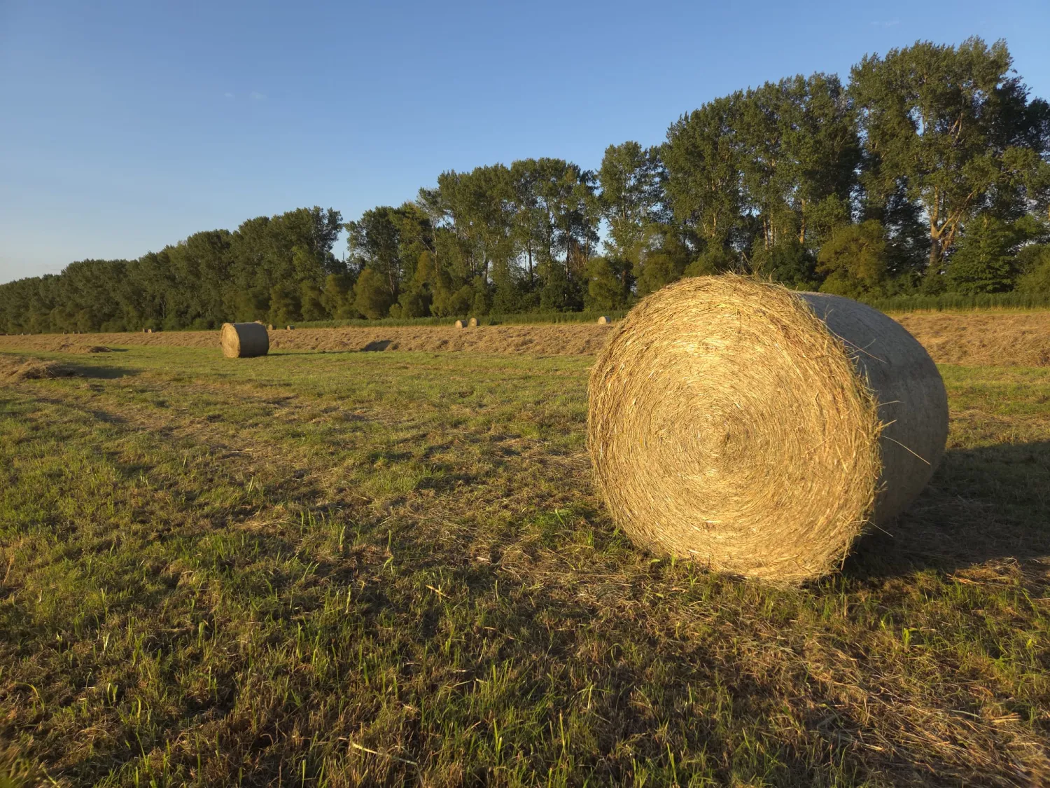 Hooibalen kopen - 700 ronde balen, 360 kg per baal