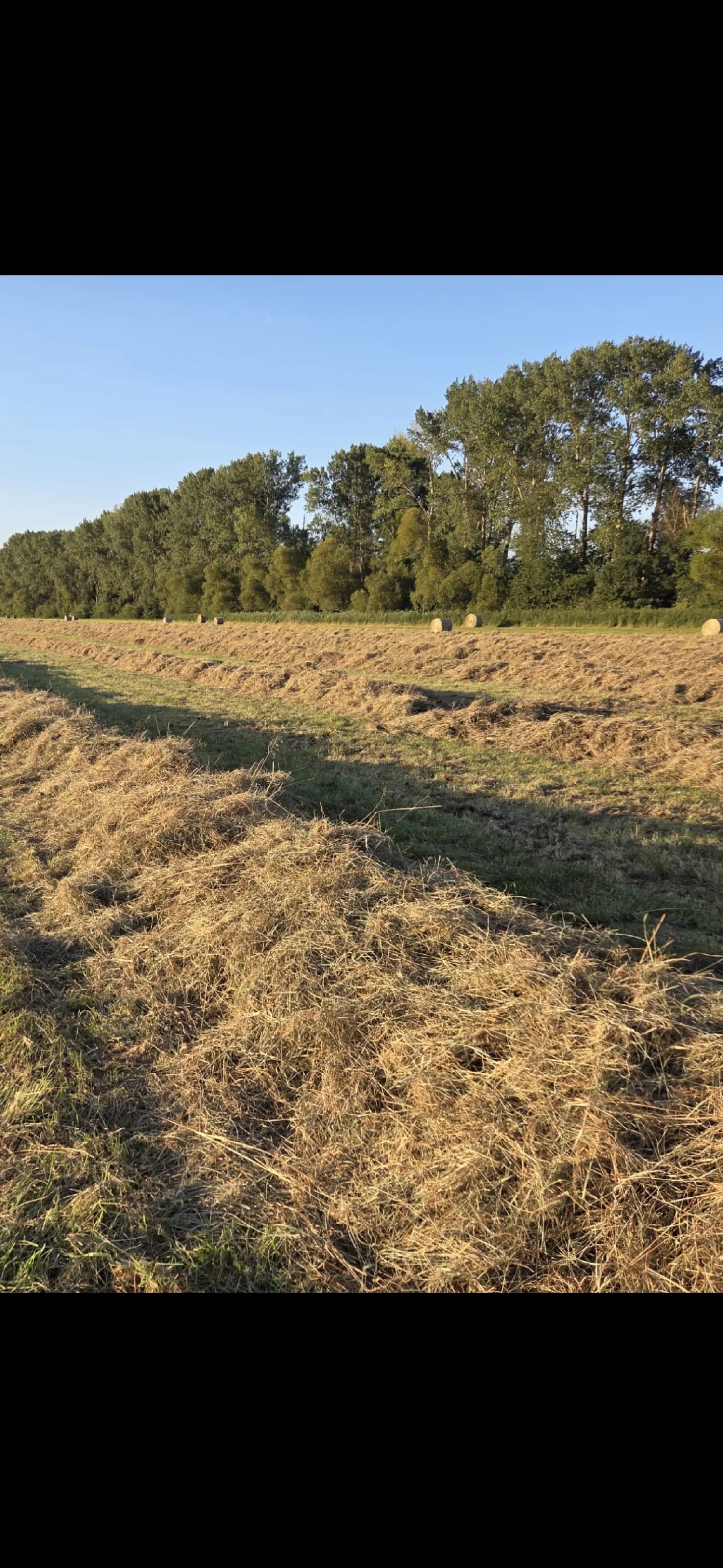 Hooibalen kopen - 700 ronde balen, 360 kg per baal