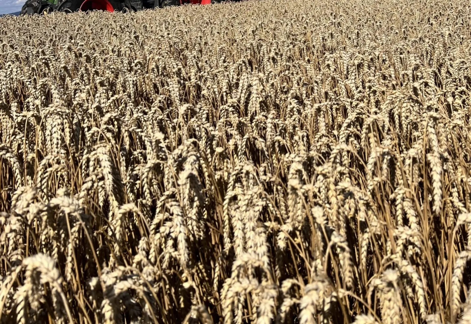 KWS Emerick E-Tarwe 2025 te Koop | Hoge Kwaliteit, Regensburg
