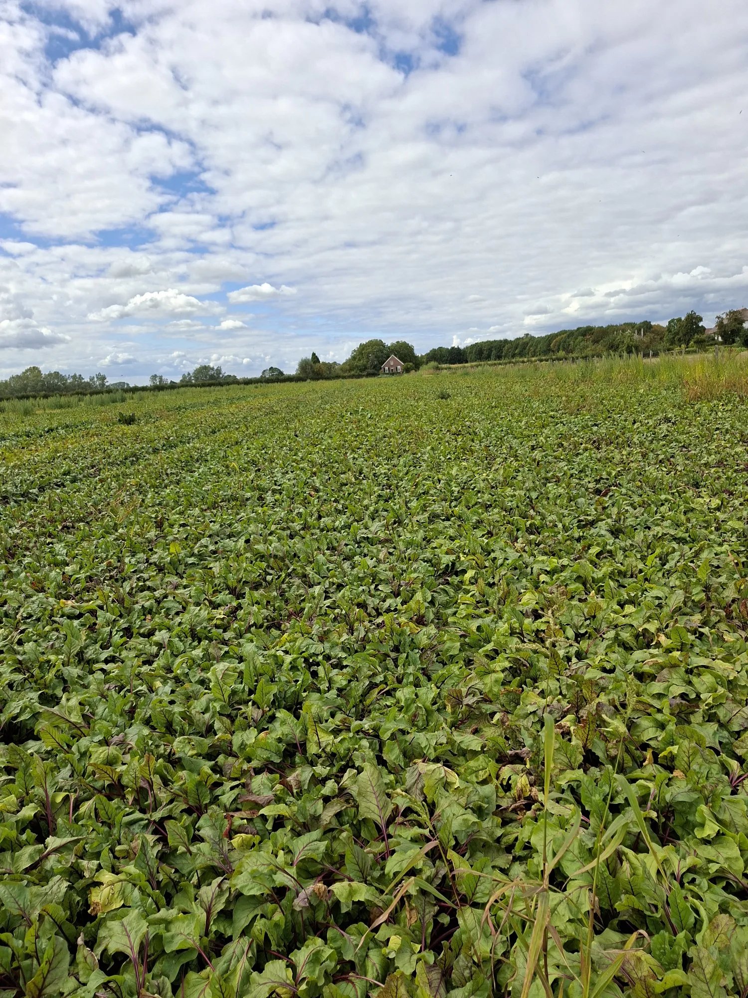 Rode bieten te koop: 2.3 ha verse oogst