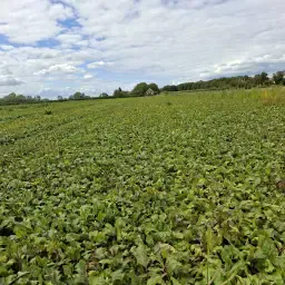 https://cdn.farmtrade.nl/media/160805/conversions/TX7HA9-thumbnail.webp