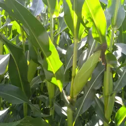 Mais kopen: Silage, korrelmais & biogas - Direct van de boer
