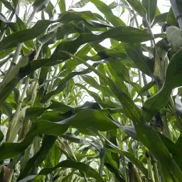 https://cdn.farmtrade.nl/media/160956/conversions/YymYuC-thumbnail.webp