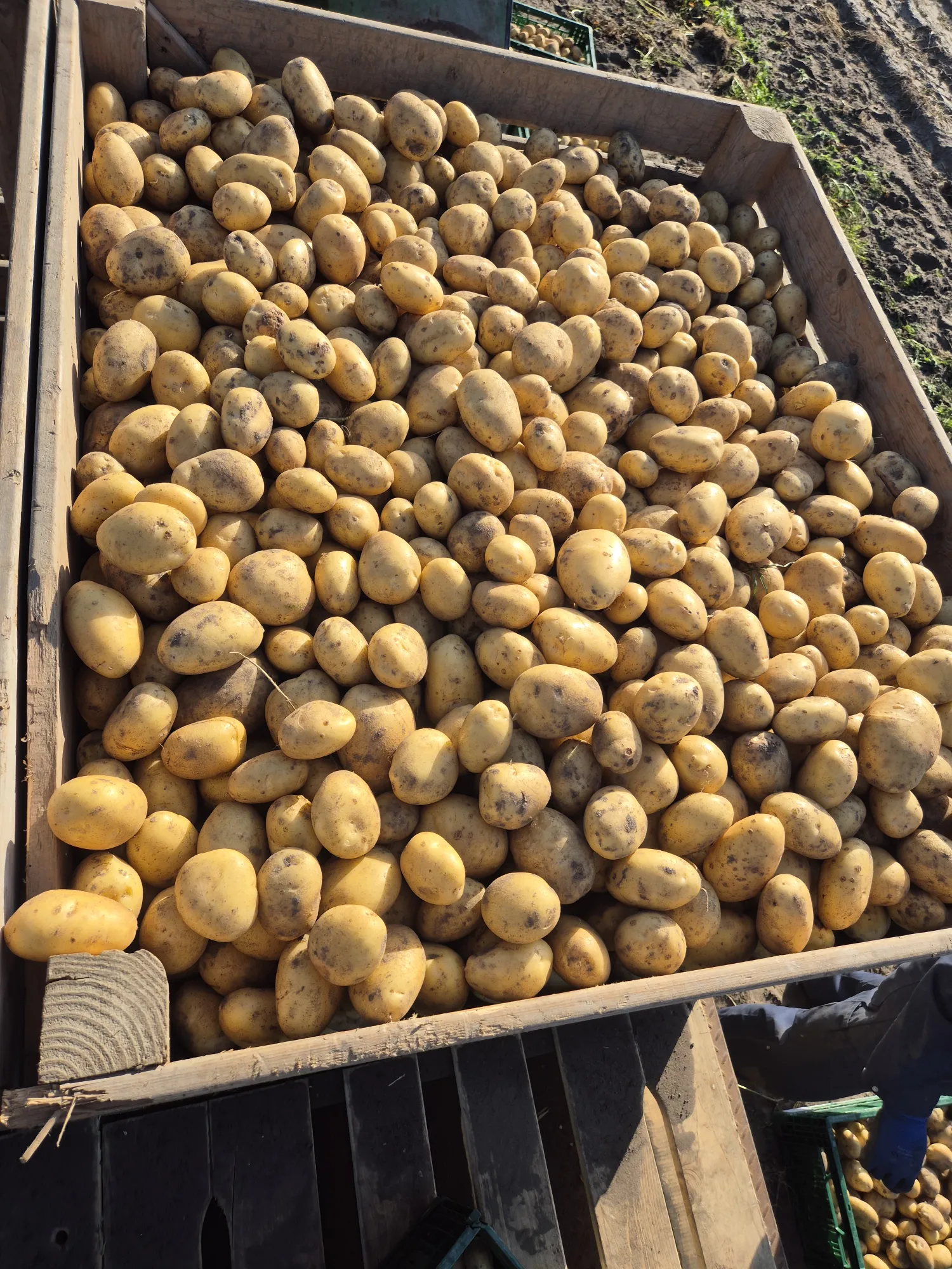 Frieslanders kopen | Hoge kwaliteit aardappelen direct van het land
