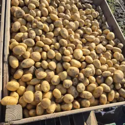 https://cdn.farmtrade.nl/media/161045/conversions/utSU9n-thumbnail.webp