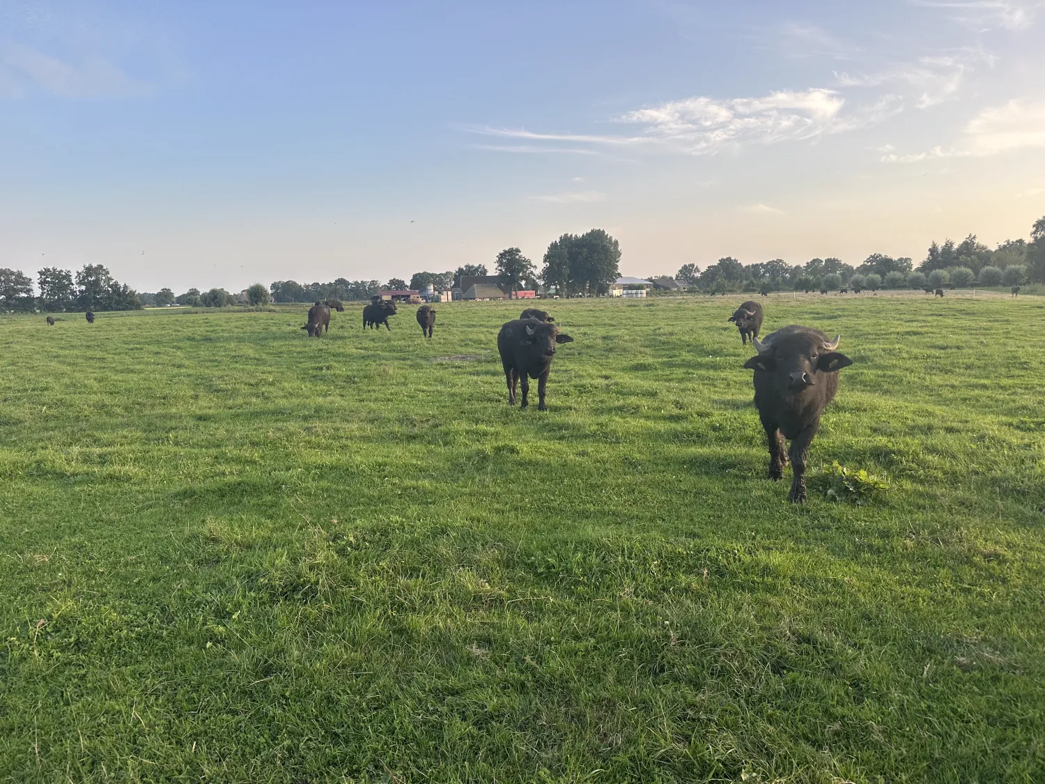 Buffel Drijfmest te Koop | Weideverklaring Beschikbaar