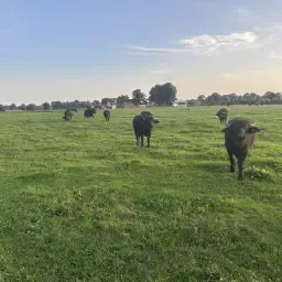 https://cdn.farmtrade.nl/media/161134/conversions/NvksG1-thumbnail.webp