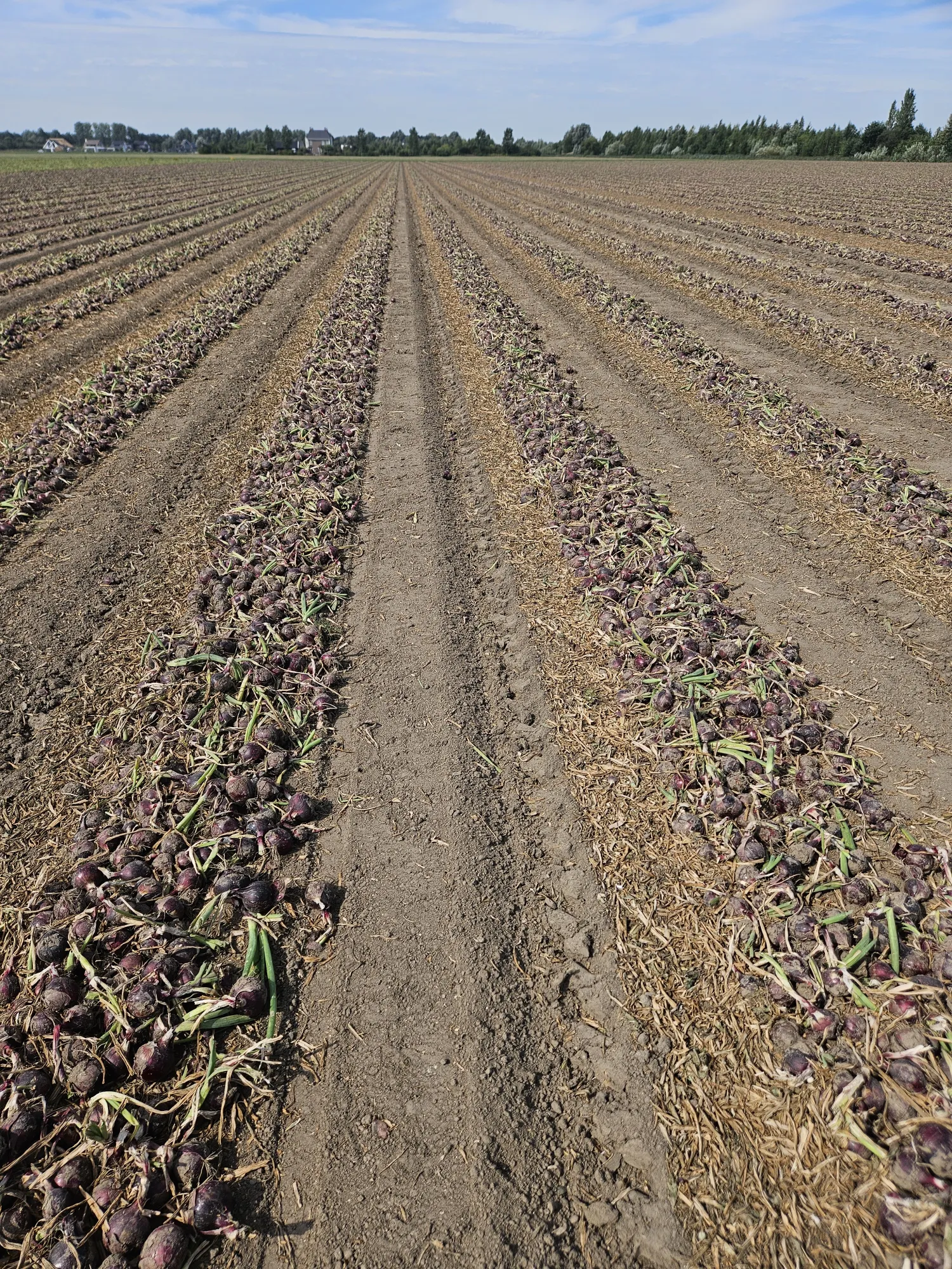 Rode Zaaiuien te Koop - 60% Grof, 3 HA