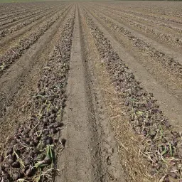 https://cdn.farmtrade.nl/media/161159/conversions/SSadKv-thumbnail.webp