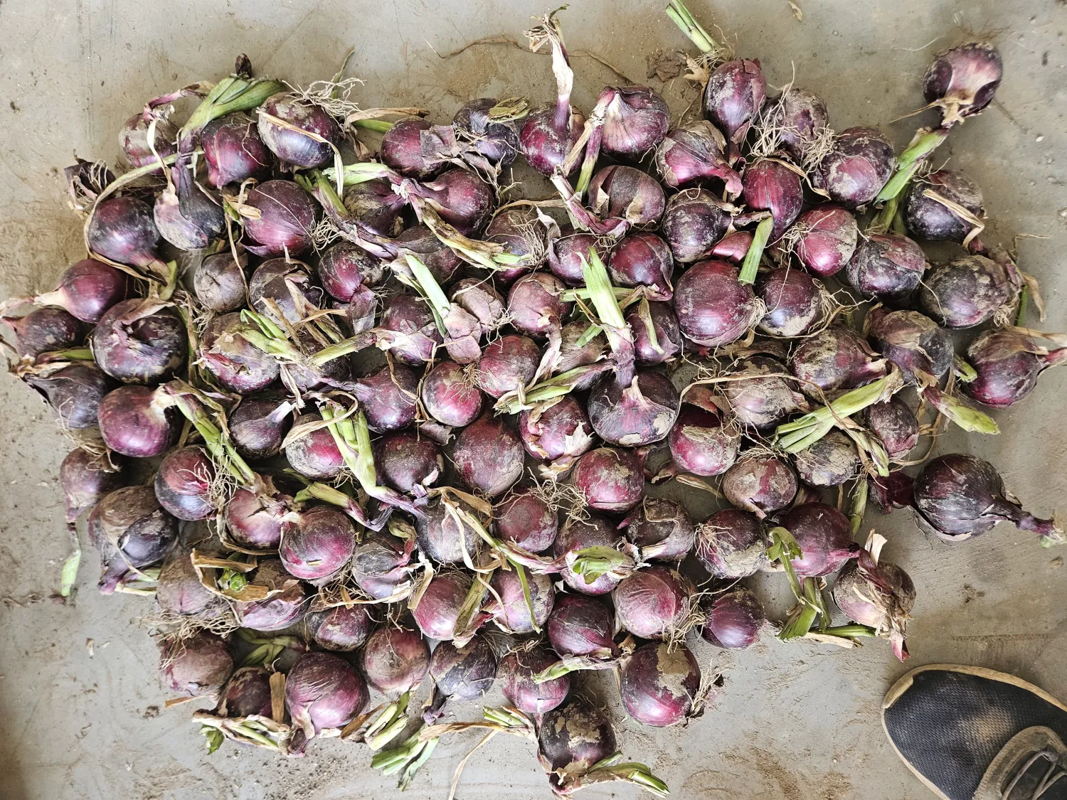 Rode Zaaiuien te Koop - 60% Grof, 3 HA
