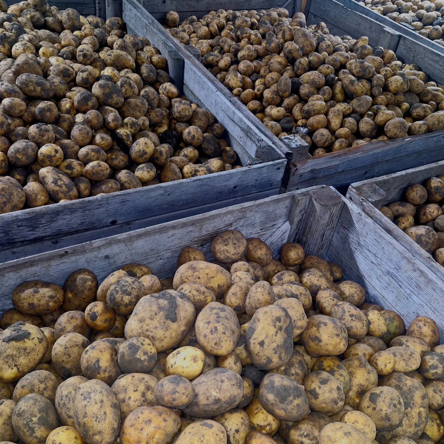 COLOMBA Aardappelen, kleigrond, grof, 200 ton