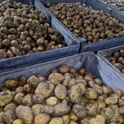 https://cdn.farmtrade.nl/media/161191/conversions/6f4Q4o-thumbnail.webp