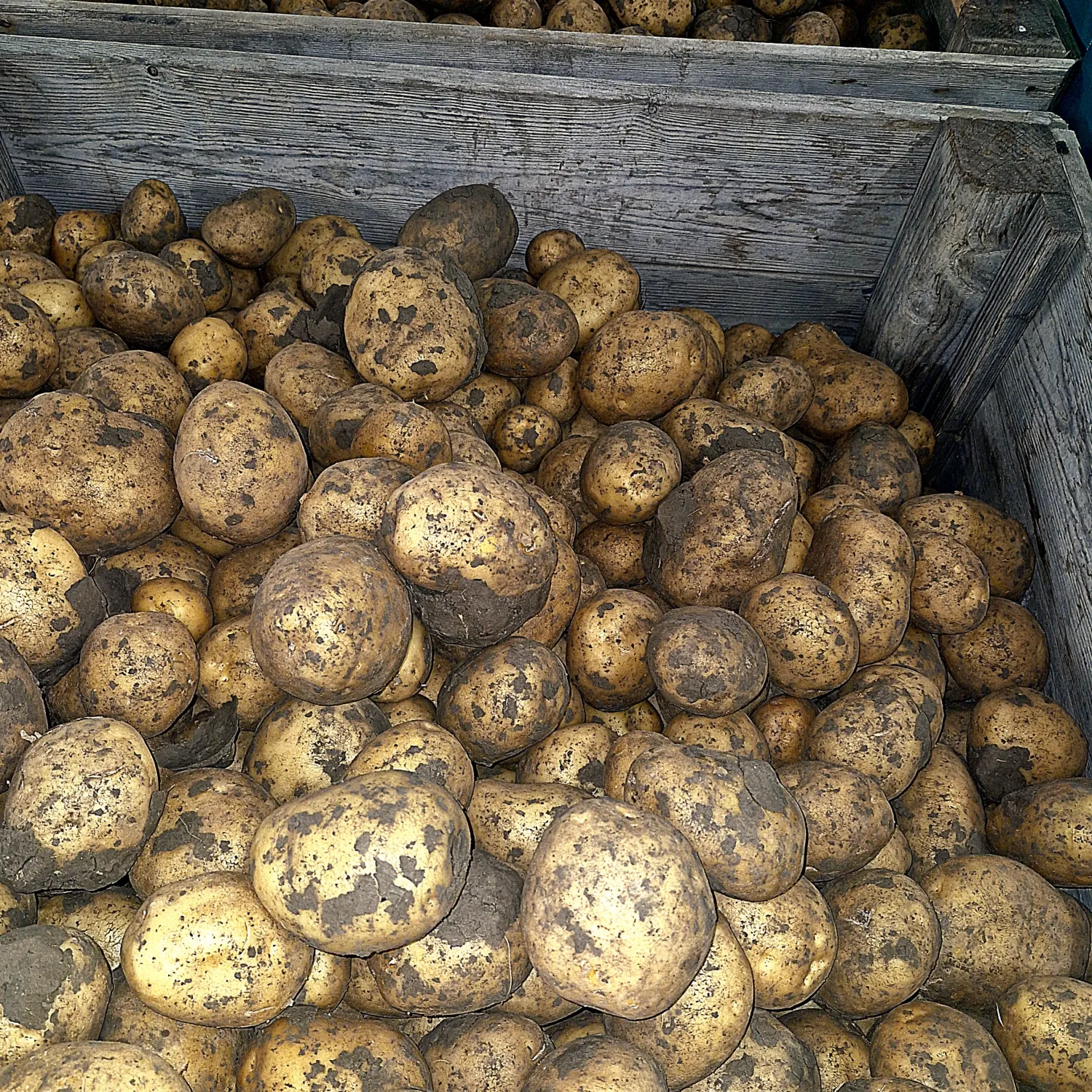 COLOMBA Aardappelen, kleigrond, grof, 200 ton